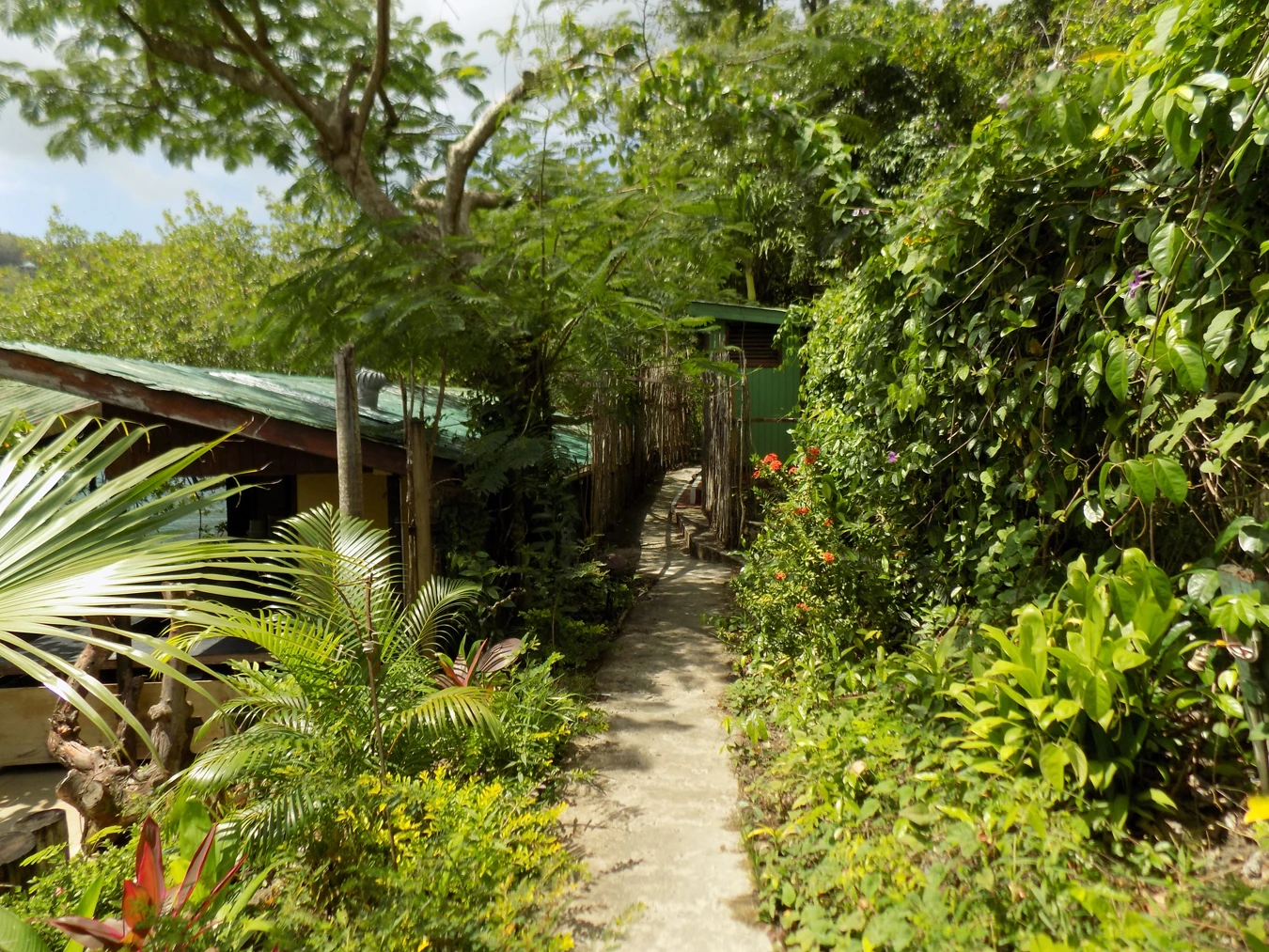 St. Lucia Real Estate Mango Beach Inn tree